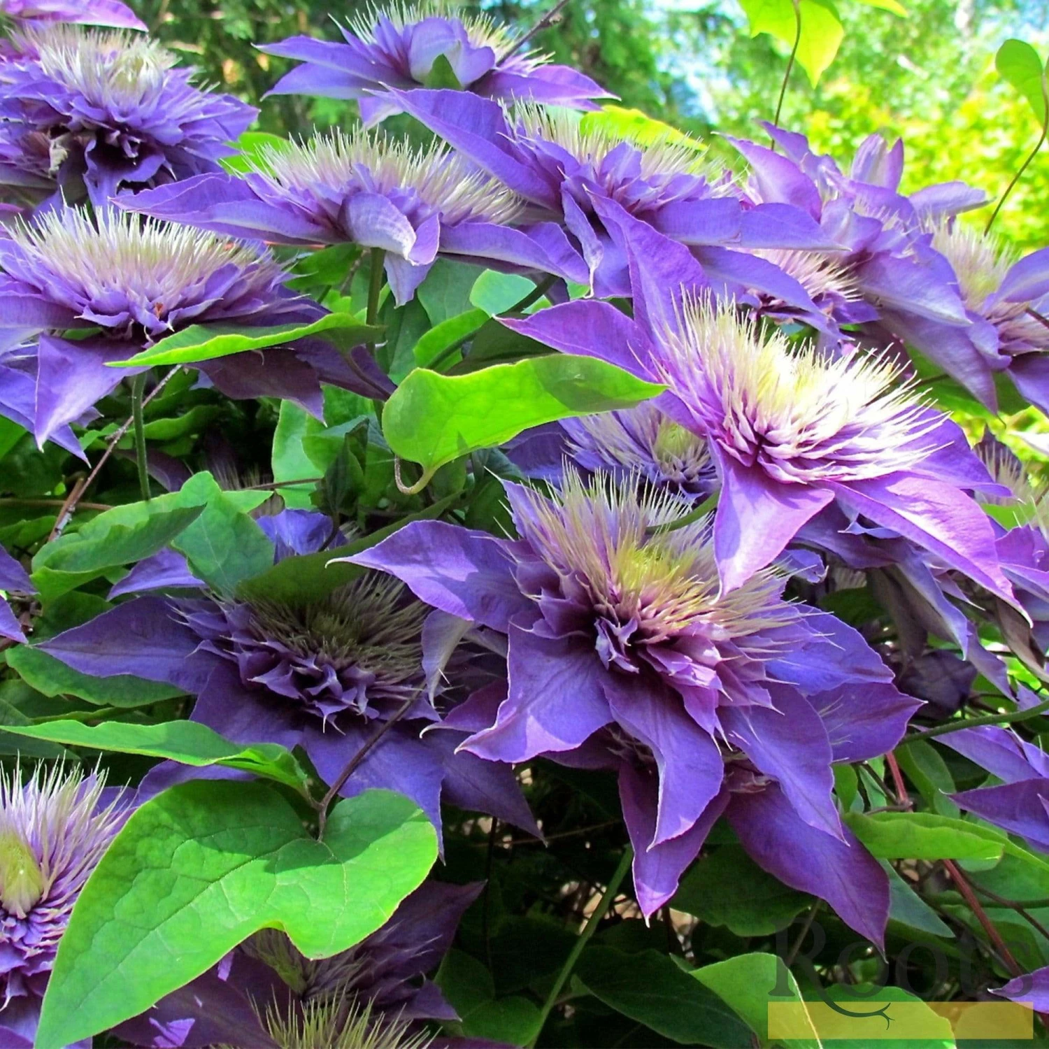 Roots Plants Clematis 'Multi-Blue' | On A 90cm Cane In A 3L Pot 5 Roots Plants Clematis 'Multi-Blue' | On A 90cm Cane In A 3L Pot