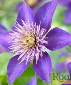 Roots Plants Clematis 'Multi-Blue' | On A 90cm Cane In A 3L Pot 10 Roots Plants Clematis 'Multi-Blue' | On A 90cm Cane In A 3L Pot