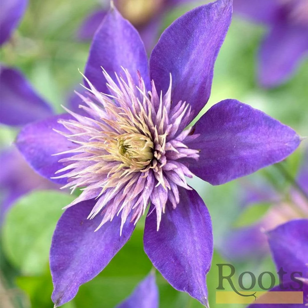 Roots Plants Clematis 'Multi-Blue' | On A 90cm Cane In A 3L Pot 6 Roots Plants Clematis 'Multi-Blue' | On A 90cm Cane In A 3L Pot