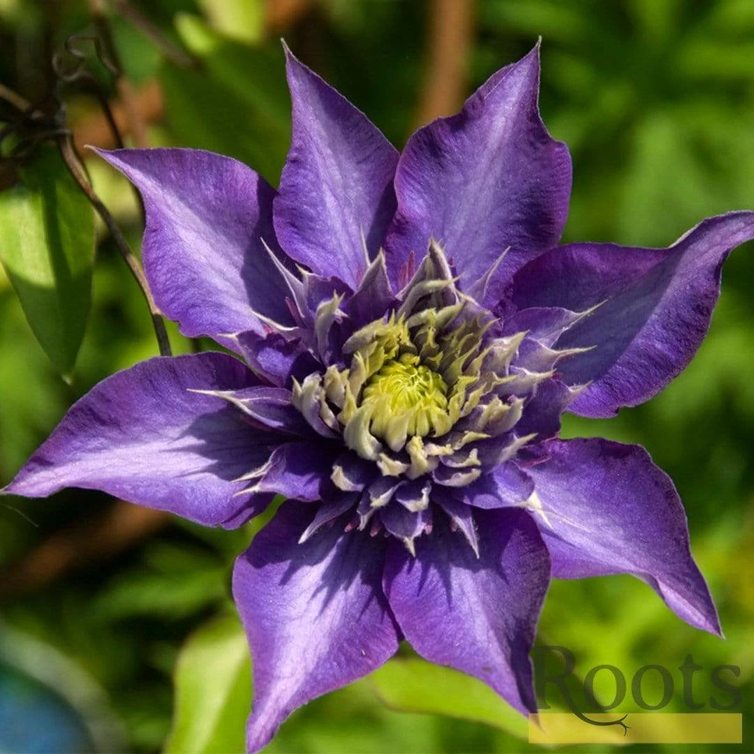 Roots Plants Clematis 'Multi-Blue' | On A 90cm Cane In A 3L Pot 7 Roots Plants Clematis 'Multi-Blue' | On A 90cm Cane In A 3L Pot
