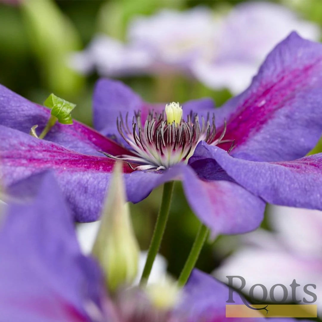 Roots Plants Clematis 'Mrs Norman Thompson' | On A 90cm Cane In A 3L Pot 5 Roots Plants Clematis 'Mrs Norman Thompson' | On A 90cm Cane In A 3L Pot
