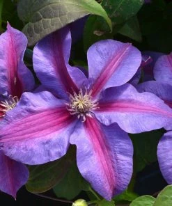 Roots Plants Clematis 'Mrs Norman Thompson' | On A 90cm Cane In A 3L Pot