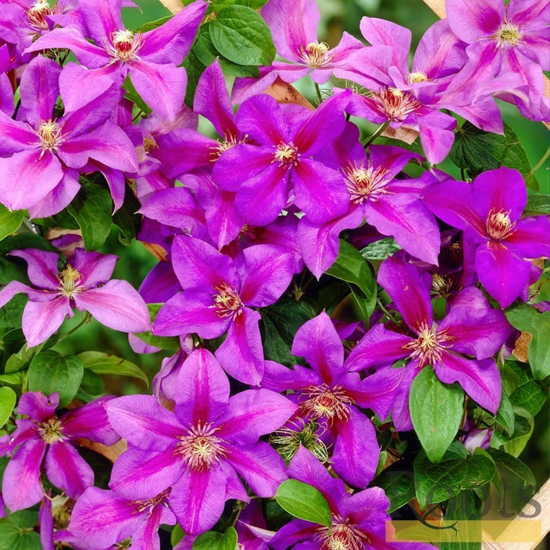 Roots Plants Clematis 'Mrs Norman Thompson' | On A 90cm Cane In A 3L Pot 6 Roots Plants Clematis 'Mrs Norman Thompson' | On A 90cm Cane In A 3L Pot