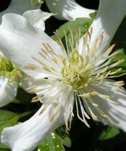 Roots Plants Clematis 'Montana Wilsonii' | On A 90cm Cane In A 3L Pot