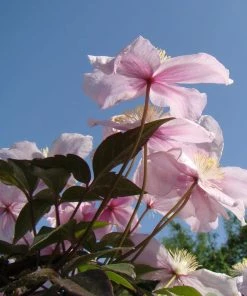 Roots Plants Clematis 'Montana Mayleen' | On A 90cm Cane In A 3L Pot