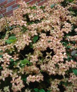 Roots Plants Clematis 'Montana Marjorie' | On A 90cm Cane In A 3L Pot
