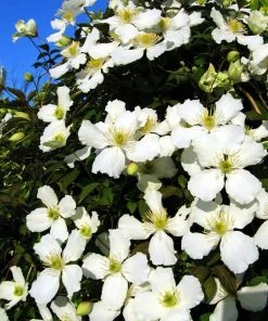 Roots Plants Clematis 'Montana Alba' | On A 90cm Cane In A 3L Pot