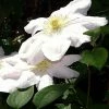 Roots Plants Clematis 'Marie Boisselot' | On A 90cm Cane In A 3L Pot
