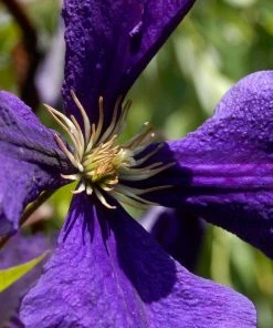 Roots Plants Clematis 'Jackmanii Superba' | On A 90cm Cane In A 3L Pot