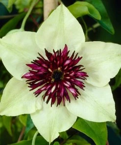 Roots Plants Clematis'Florida Sieboldii' | On A 90cm Cane In A 3L Pot