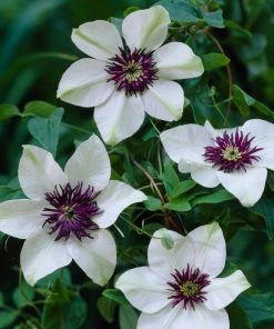 Roots Plants Clematis 'Florida Sieboldii' | On A 90cm Cane In A 3L Pot