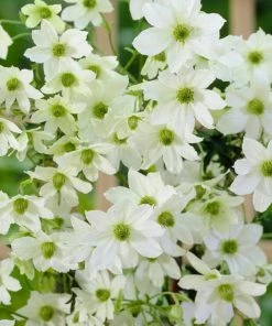 Roots Plants Clematis'Early Sensation' | On A 90cm Cane In A 3L Pot