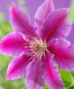 Roots Plants Clematis'Dr Ruppel'| On A 90cm Cane In A 3L Pot