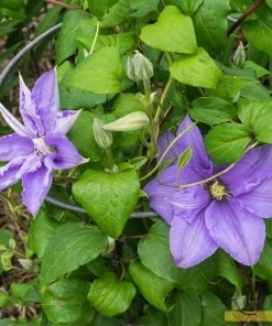 Roots Plants Clematis 'Cezanne' | On A 90cm Cane In A 3L Pot 7 Roots Plants Clematis 'Cezanne' | On A 90cm Cane In A 3L Pot