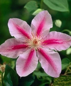 Roots Plants Clematis 'Bees Jubilee' | On A 90cm Cane In A 3L Pot
