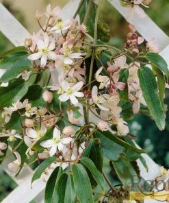 Roots Plants Clematis 'Armandii' | On A 90cm Cane In A 3L Pot