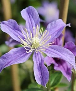 Roots Plants Clematis 'Arabella' | On A 90cm Cane In A 3L Pot