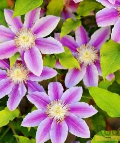 Roots Plants Clematis 'Andromeda' | On A 90cm Cane In A 3L Pot