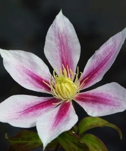 Roots Plants Clematis'Andromeda' | On A 90cm Cane In A 3L Pot
