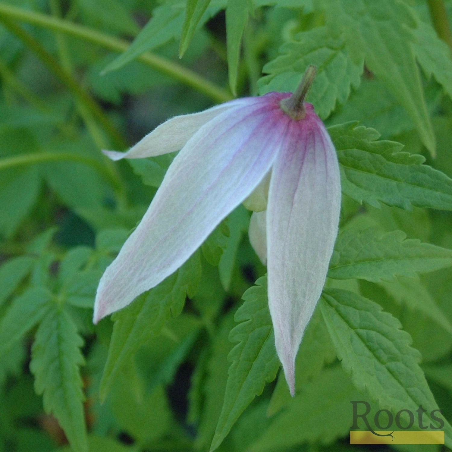 Roots Plants Clematis Alpina 'Willy' | On A 90cm Cane In A 3L Pot 4 Roots Plants Clematis Alpina 'Willy' | On A 90cm Cane In A 3L Pot