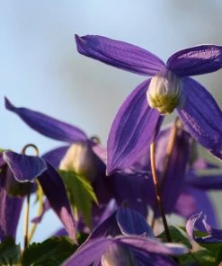 Roots Plants Clematis Alpina 'Cyanea' | On A 90cm Cane In A 3L Pot