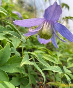 Roots Plants Clematis Alpina 'Bredon Blue'| On A 90cm Cane In A 3L Pot