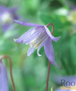 Roots Plants Clematis Alpina 'Bredon Blue'| On A 90cm Cane In A 3L Pot 8 Roots Plants Clematis Alpina 'Bredon Blue'| On A 90cm Cane In A 3L Pot