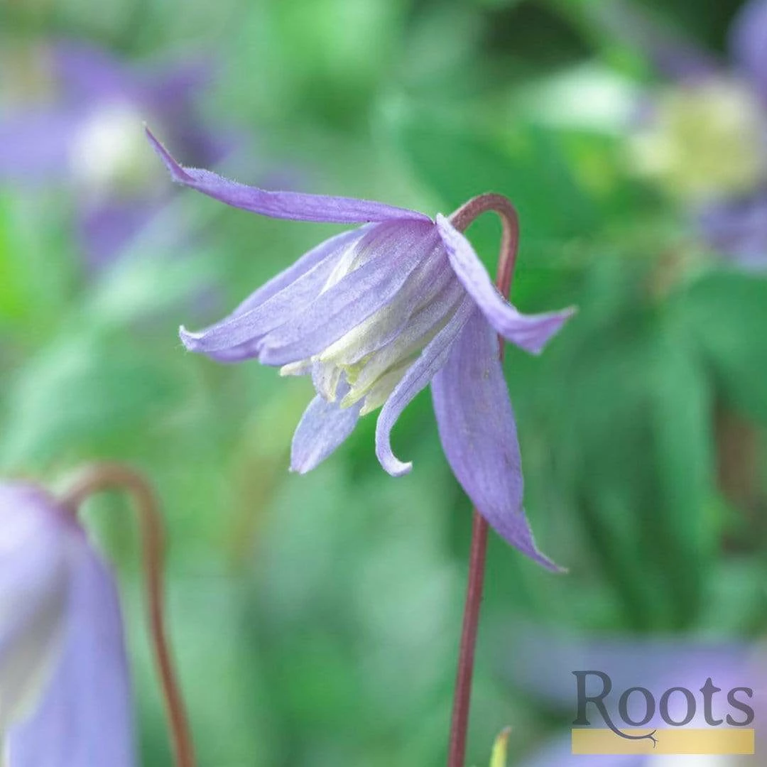Roots Plants Clematis Alpina 'Bredon Blue'| On A 90cm Cane In A 3L Pot 5 Roots Plants Clematis Alpina 'Bredon Blue'| On A 90cm Cane In A 3L Pot