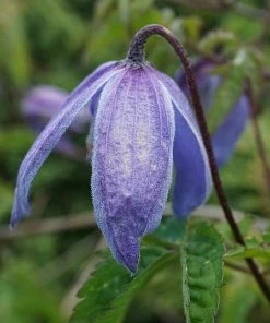 Roots Plants Clematis Alpina 'Bredon Blue'| On A 90cm Cane In A 3L Pot 9 Roots Plants Clematis Alpina 'Bredon Blue'| On A 90cm Cane In A 3L Pot