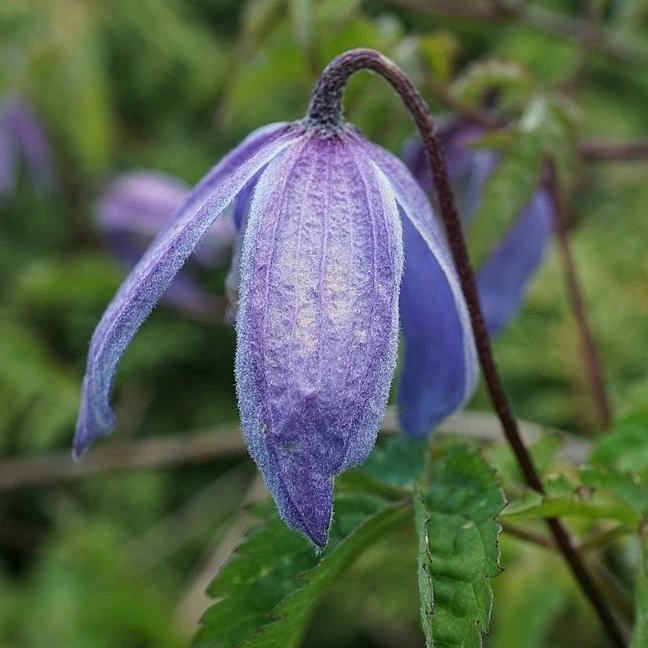 Roots Plants Clematis Alpina 'Bredon Blue'| On A 90cm Cane In A 3L Pot 6 Roots Plants Clematis Alpina 'Bredon Blue'| On A 90cm Cane In A 3L Pot