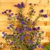 Roots Plants Ceanothus 'Concha' | On A 90cm Cane In A 3L Pot 2 Roots Plants Ceanothus 'Concha' | On A 90cm Cane In A 3L Pot