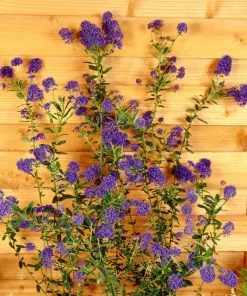 Roots Plants Ceanothus 'Concha' | On A 90cm Cane In A 3L Pot