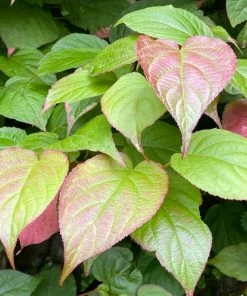 Roots Plants Other Climbing Plants Ornamental Kiwi | Actinidia Kolomikta