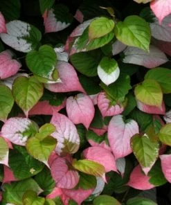 Roots Plants Other Climbing Plants Ornamental Kiwi | Actinidia Kolomikta