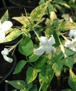 Roots Plants Variegated Jasmine | Jasminum Officinale 'Aureovariegatum'