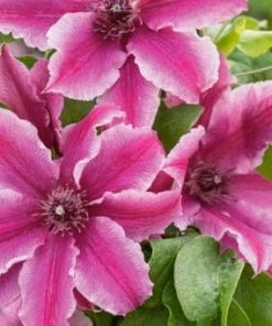 Roots Plants Clematis 'Carnaby' | On A 90cm Cane In A 3L Pot