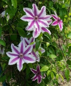 Roots Plants Clematis 'Carnaby' | On A 90cm Cane In A 3L Pot