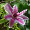 Roots Plants Clematis 'Carnaby' | On A 90cm Cane In A 3L Pot
