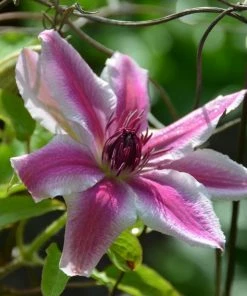 Roots Plants Clematis'Carnaby' | On A 90cm Cane In A 3L Pot
