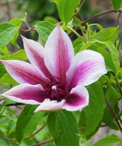 Roots Plants Clematis 'Carnaby' | On A 90cm Cane In A 3L Pot
