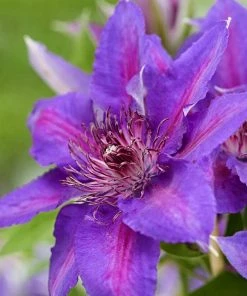 Roots Plants Clematis'Edda' | On A 90cm Cane In A 3L Pot