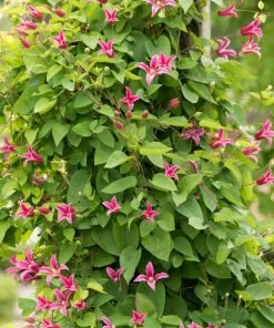 Roots Plants Clematis Texensis 'Princess Diana' | On A 90cm Cane In A 3L Pot