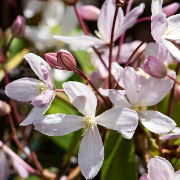 Roots Plants Clematis Armandii 'Appleblossom' | On A 90cm Cane In A 3L Pot 3 Roots Plants Clematis Armandii 'Appleblossom' | On A 90cm Cane In A 3L Pot