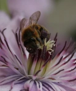 Roots Plants Clematis 'Hagley Hybrid' | On A 90cm Cane In A 3L Pot