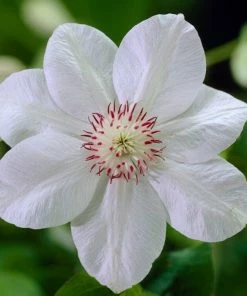 Roots Plants Clematis 'Miss Bateman' | On A 90cm Cane In A 3L Pot 7 Roots Plants Clematis 'Miss Bateman' | On A 90cm Cane In A 3L Pot