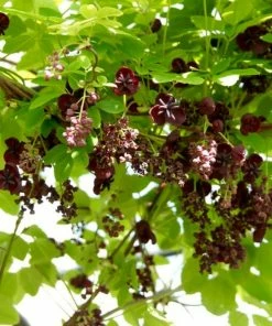 Roots Plants Chocolate Vine | Akebia Quinata | On A 90cm Cane In A 3L Pot