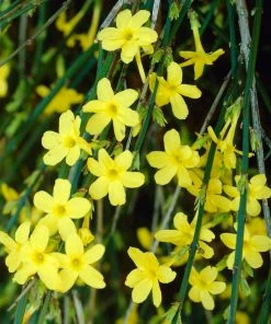 Roots Plants Winter Jasmine | Jasminum Nudiflorum | On A 90cm Cane In A 3L Pot 7 Roots Plants Winter Jasmine | Jasminum Nudiflorum | On A 90cm Cane In A 3L Pot