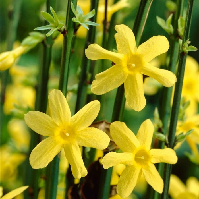 Roots Plants Winter Jasmine | Jasminum Nudiflorum | On A 90cm Cane In A 3L Pot 5 Roots Plants Winter Jasmine | Jasminum Nudiflorum | On A 90cm Cane In A 3L Pot