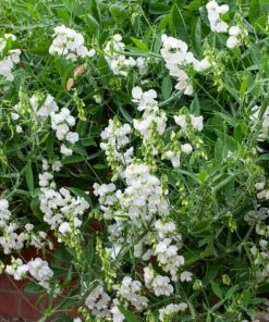 Roots Plants Everlasting Sweet Pea | Lathyrus Latifolius White | On A 90cm Cane In A 3L Pot