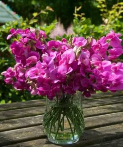 Roots Plants Other Climbing Plants Everlasting Sweet Pea -Lathyrus Latifolius Red | On A 90cm Cane In A 3L Pot